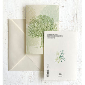 Tree Italian Note Cards Boxed Sets 4x6" - by Tassotti Italy 8/8