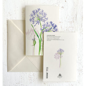 Agapanthus Italian Note Cards Boxed Sets 4x6" - by Tassotti Italy 8/8