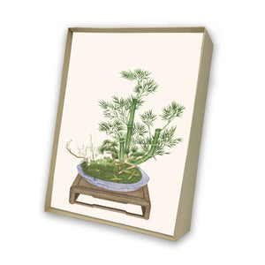 Bonsai Italian Note Cards Boxed Sets 4x6" - by Tassotti Italy 8/8 - Nostalgic Impressions